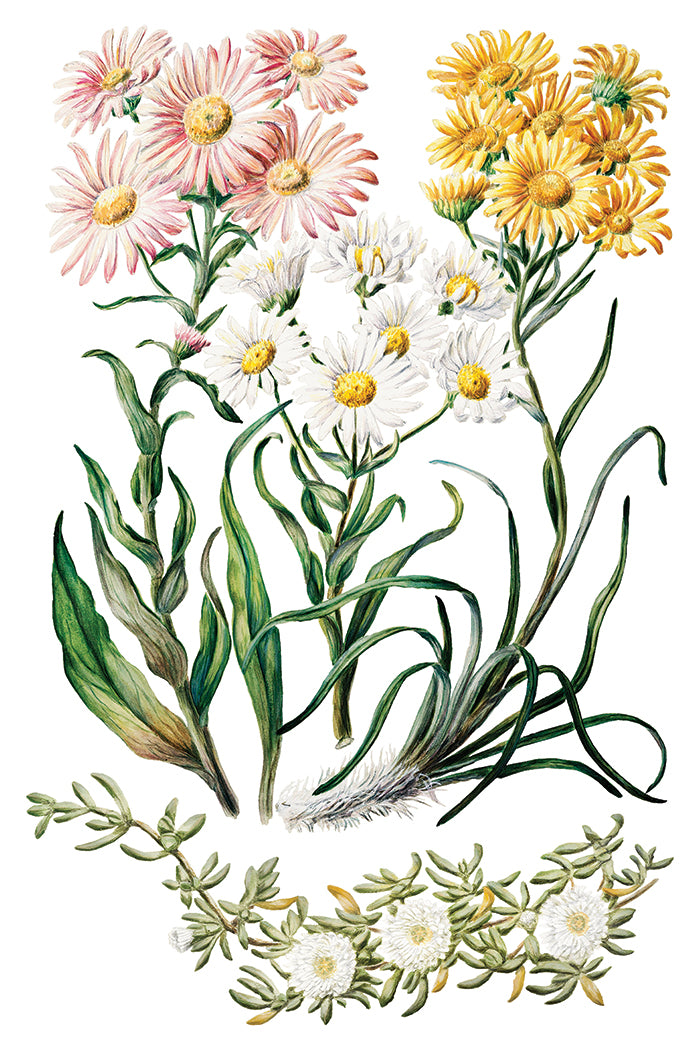 Sarah Featon’s Botanticals IOD Transfer 8x12 Pad
