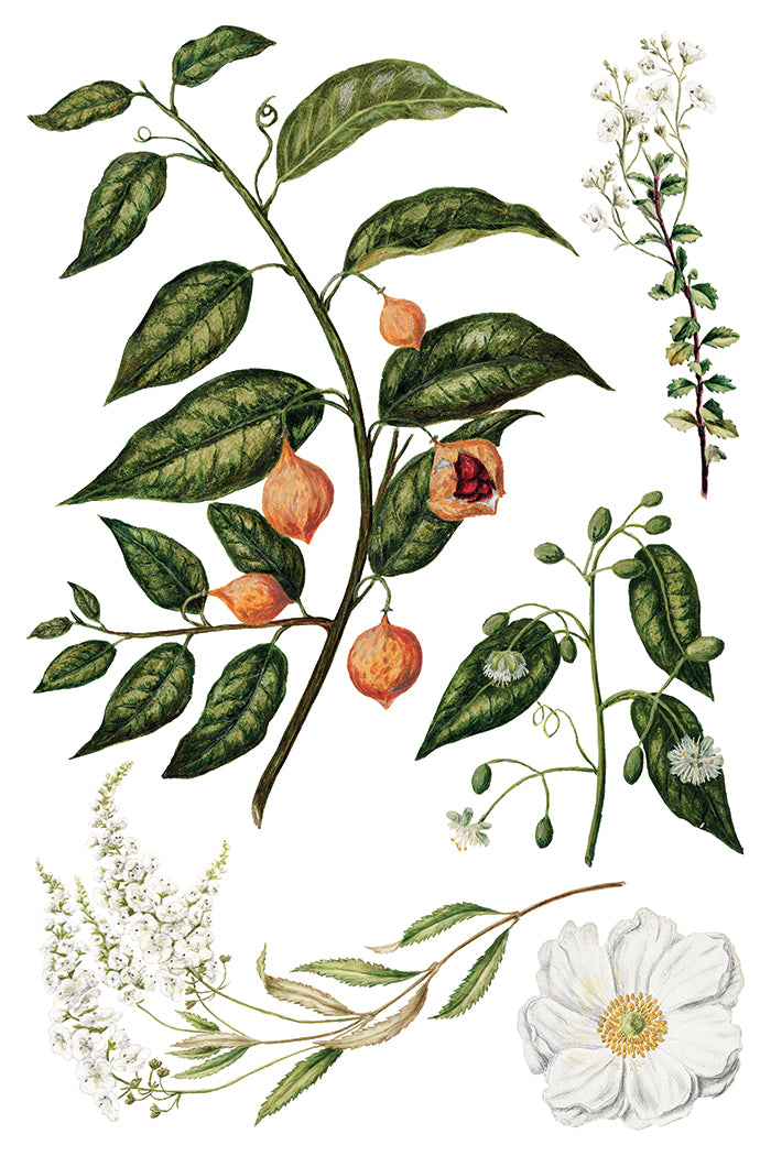 Sarah Featon’s Botanticals IOD Transfer 8x12 Pad