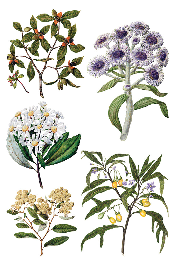 Sarah Featon’s Botanticals IOD Transfer 8x12 Pad