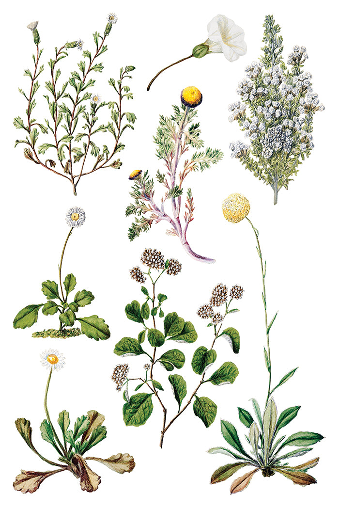 Sarah Featon’s Botanticals IOD Transfer 8x12 Pad