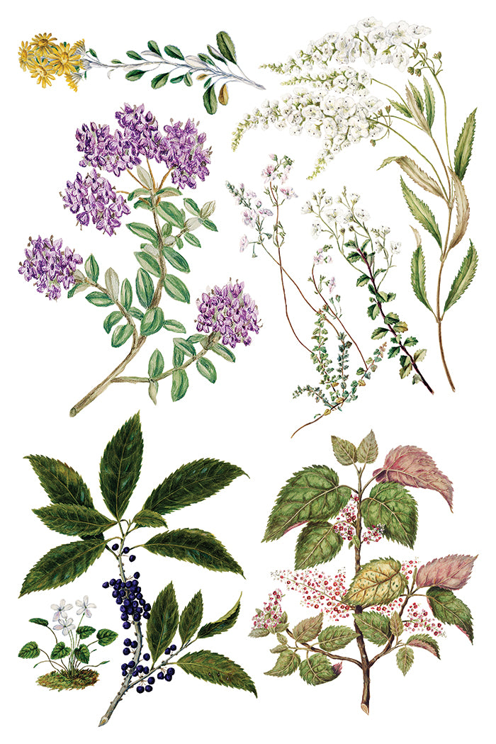 Sarah Featon’s Botanticals IOD Transfer 8x12 Pad
