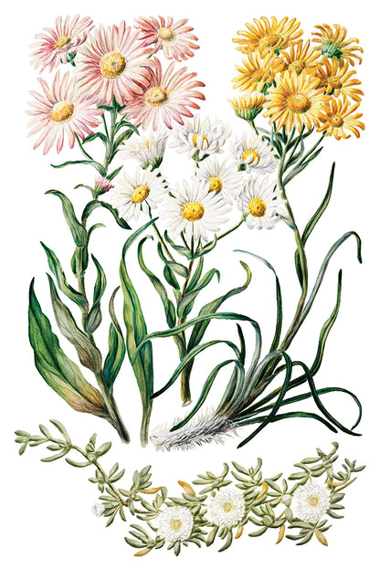 Sarah Featon’s Botanticals IOD Transfer 8x12 Pad