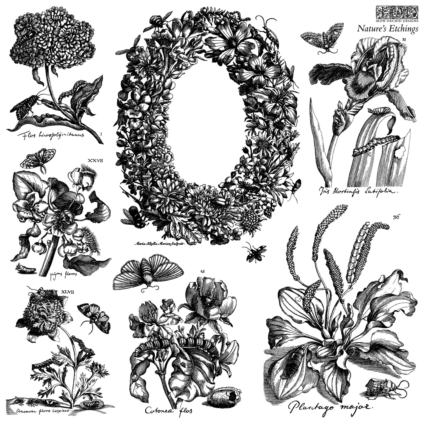 Natures Etchings IOD 12x12 Samp