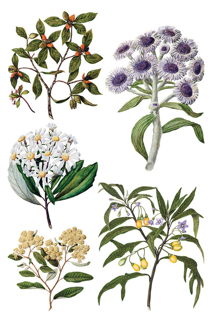 Sarah Featon’s Botanticals IOD Transfer 8x12 Pad