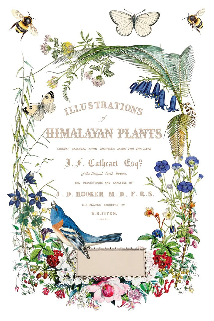 Flora Greco IOD Transfer 8x12 Pad