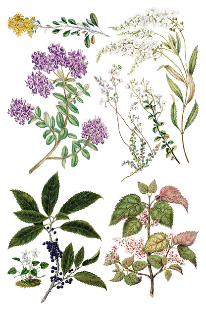 Sarah Featon’s Botanticals IOD Transfer 8x12 Pad