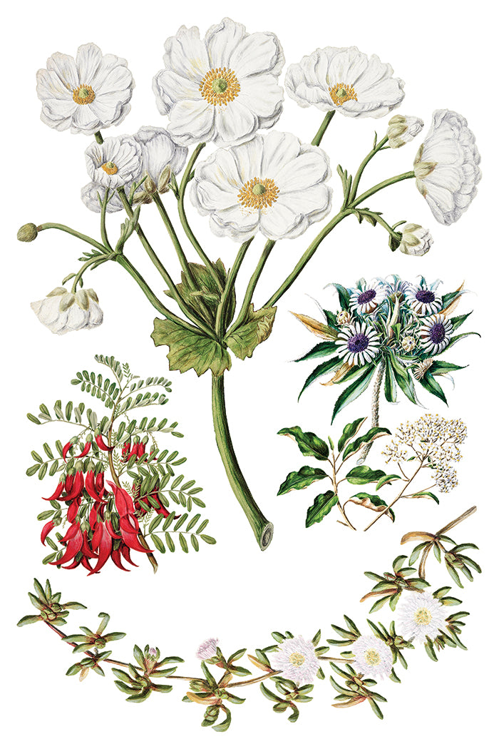 Sarah Featon’s Botanticals IOD Transfer 8x12 Pad